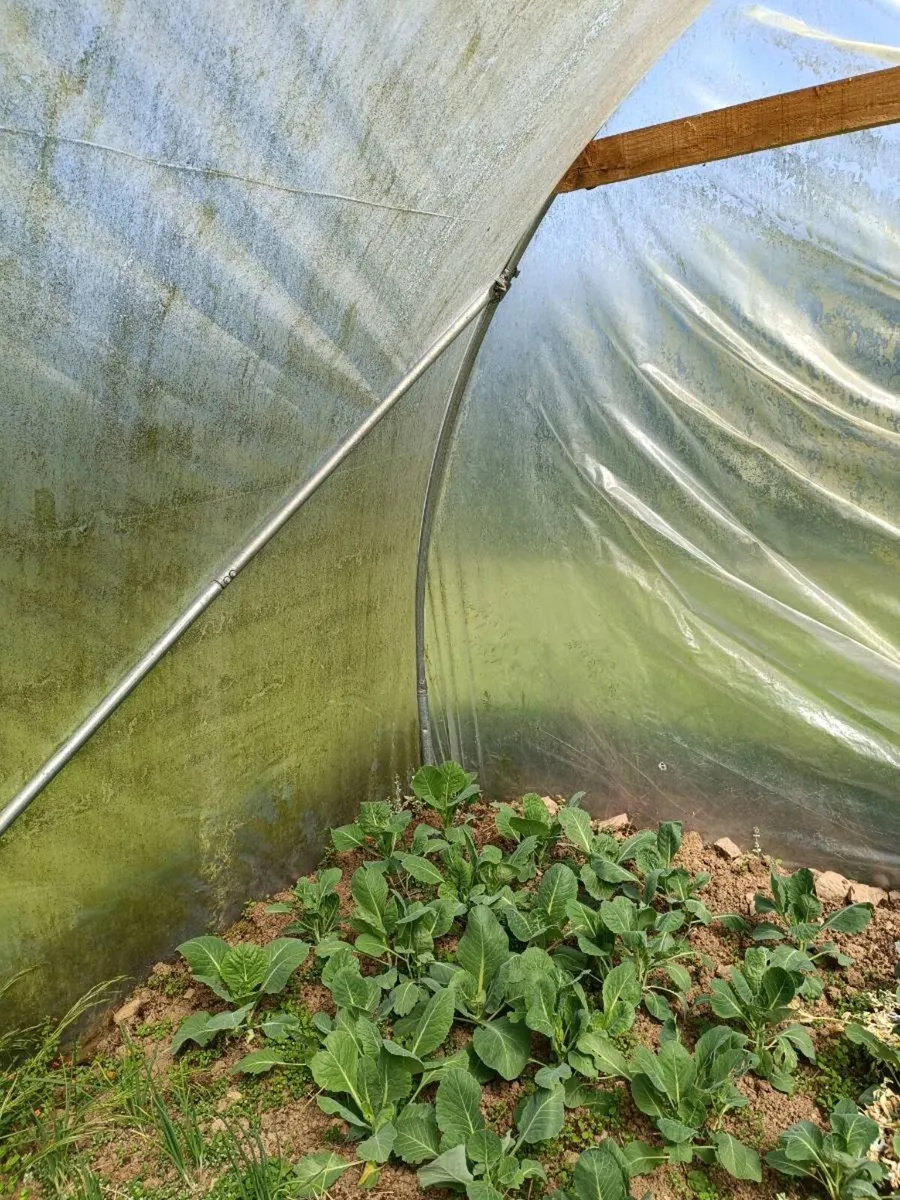 Poly Tunnel - Image 2