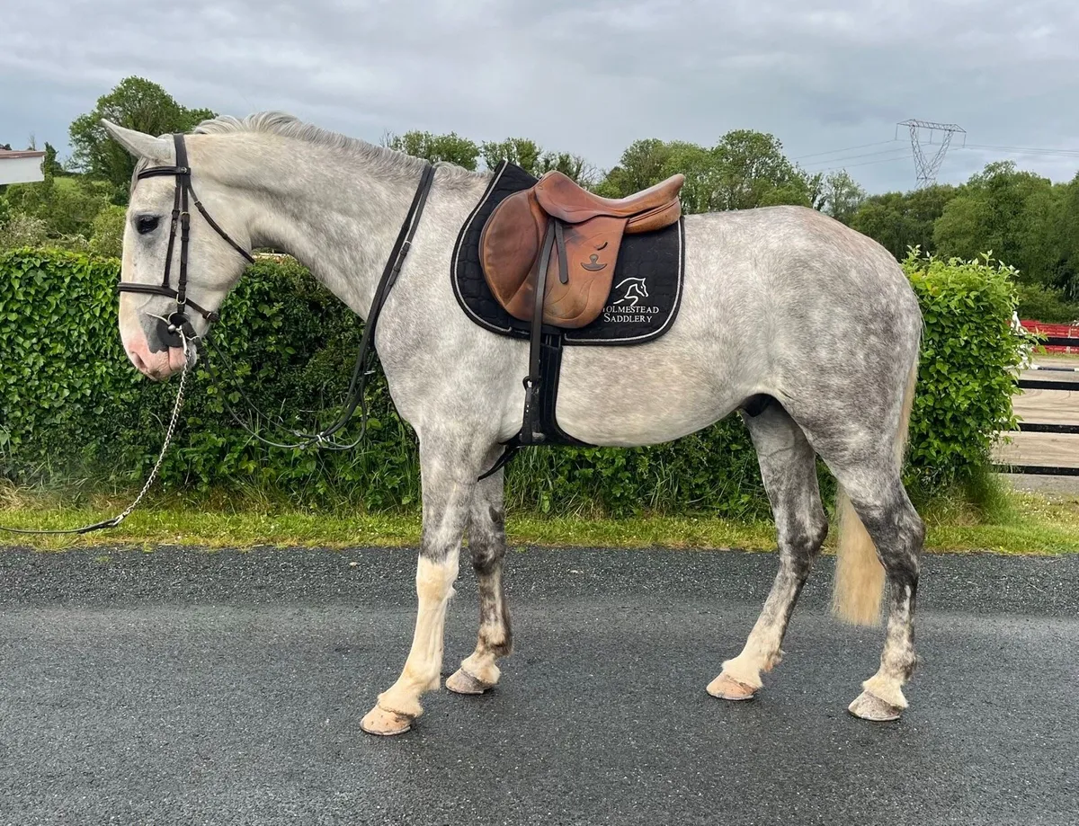 Horse for sale - Image 1