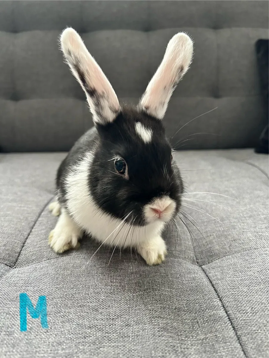 Rabbits - Image 2