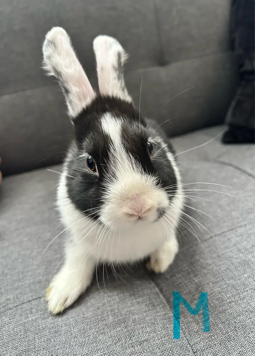Rabbits - Image 3