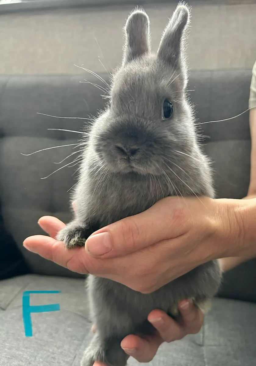 Rabbits - Image 1