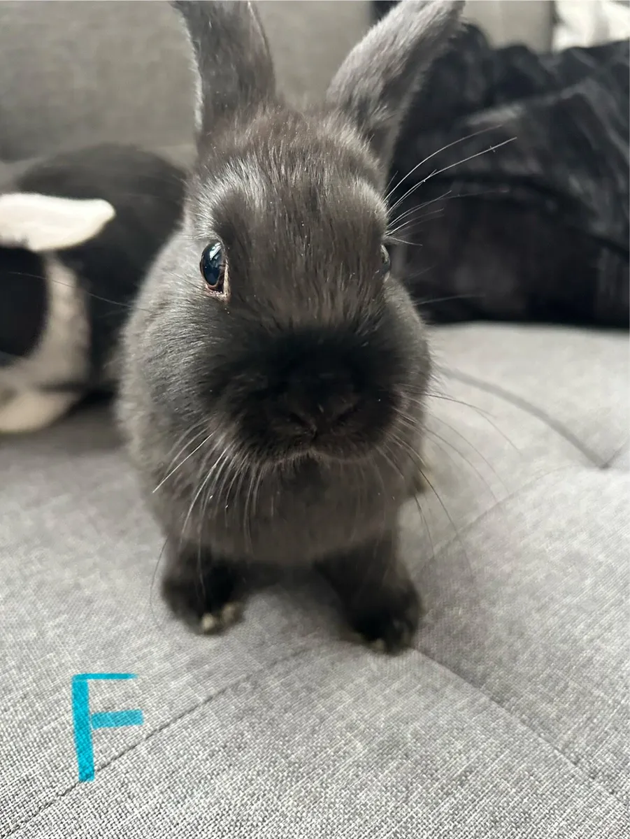 Rabbits - Image 4
