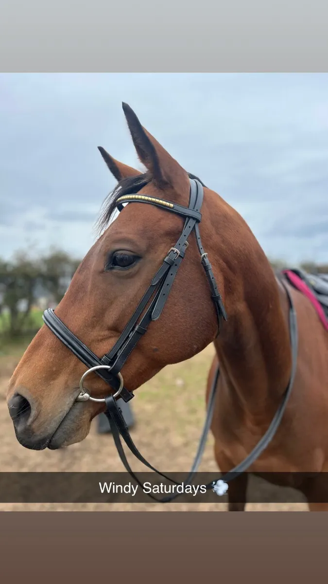 Beautiful Bay Mare - Image 1