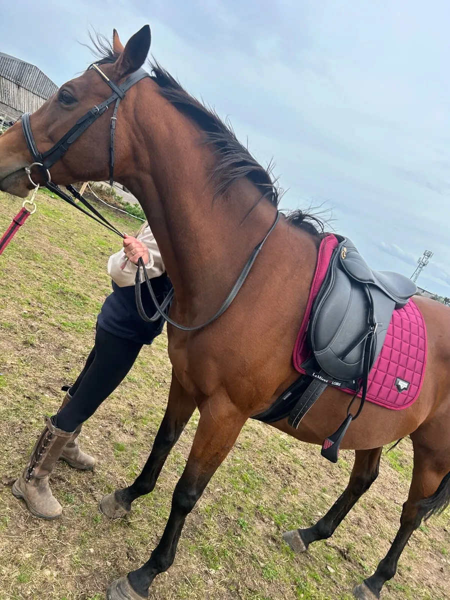 Beautiful Bay Mare - Image 3