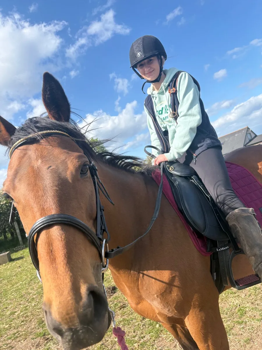 Beautiful Bay Mare - Image 4