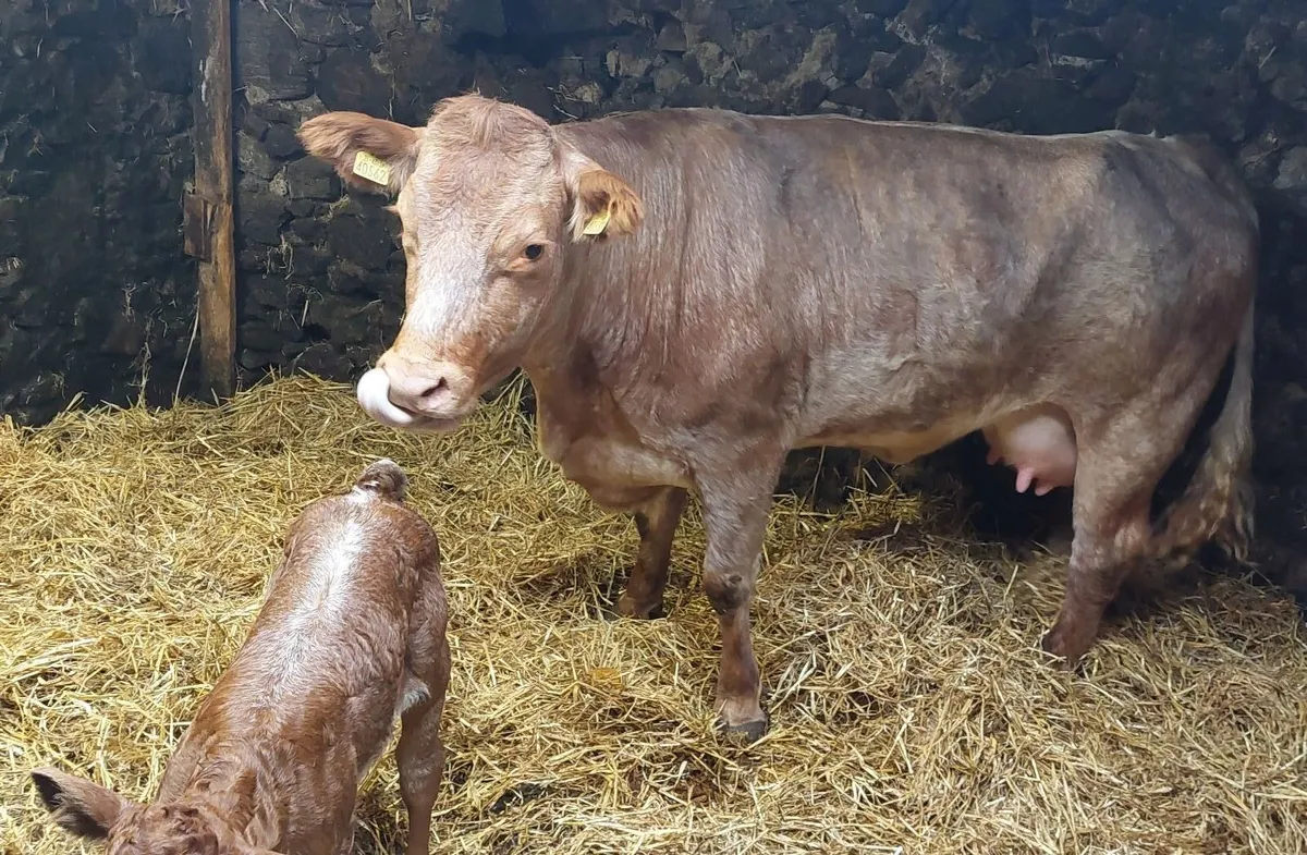 Heifer and calf - Image 2