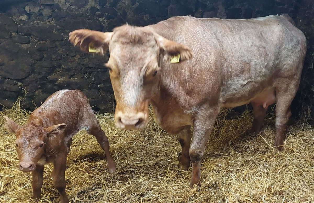 Heifer and calf - Image 3
