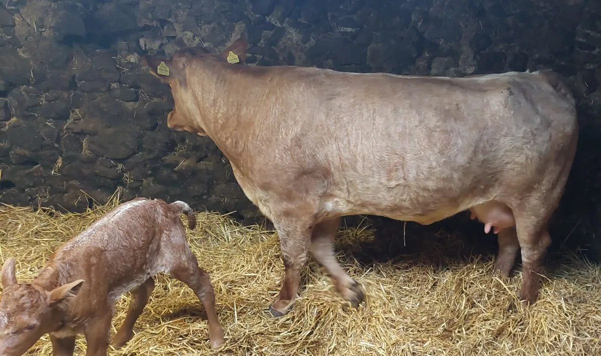 Heifer and calf - Image 4