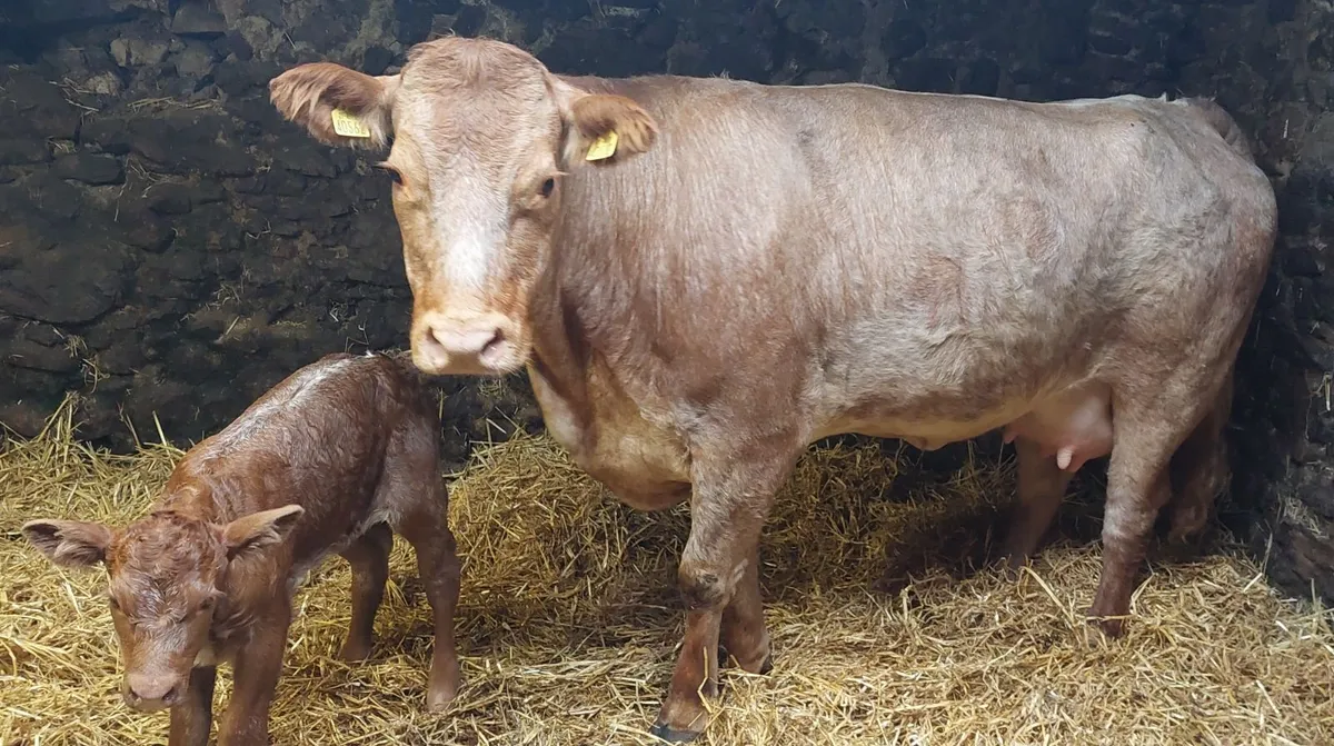 Heifer and calf - Image 1