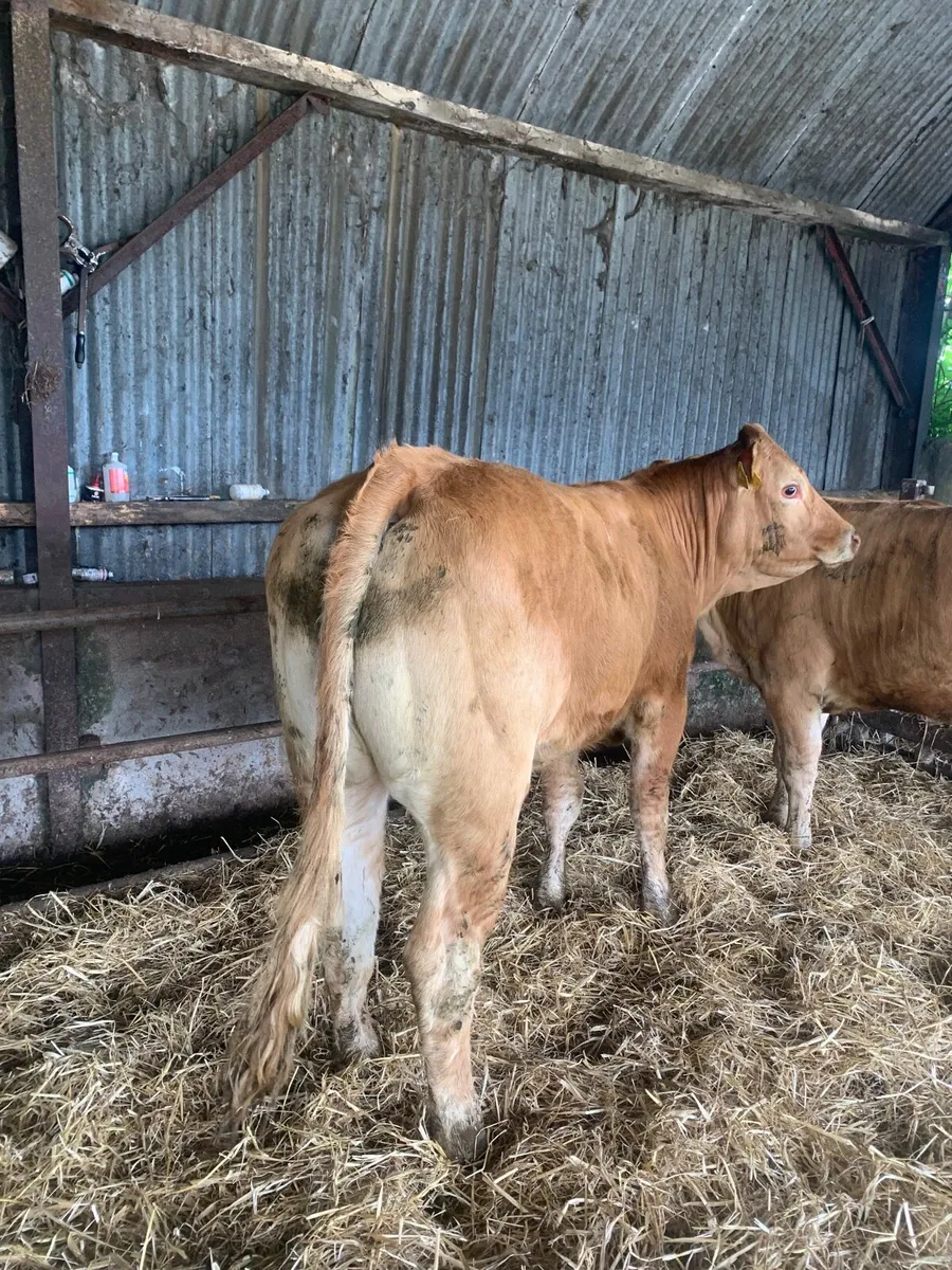 2 Super LMX Breeding heifers for sale - Image 1