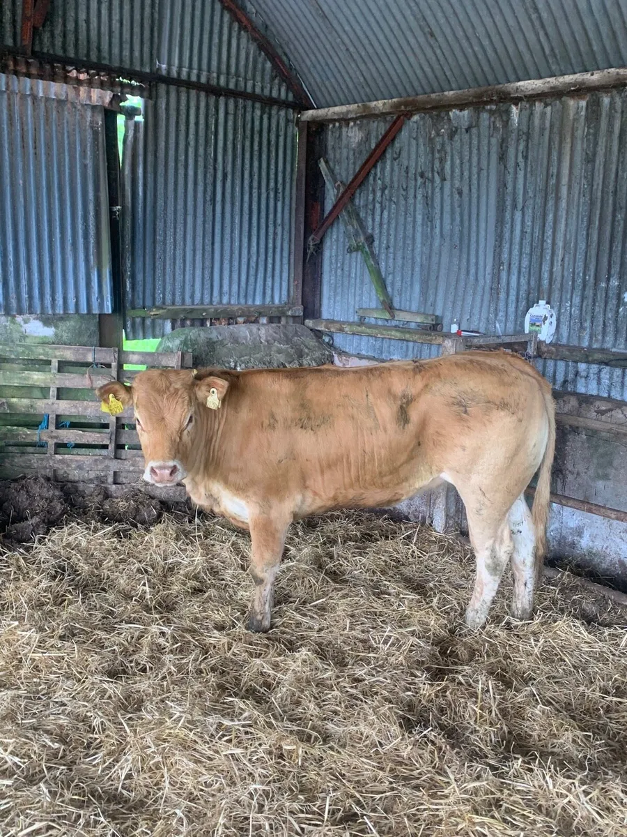 2 Super LMX Breeding heifers for sale - Image 2