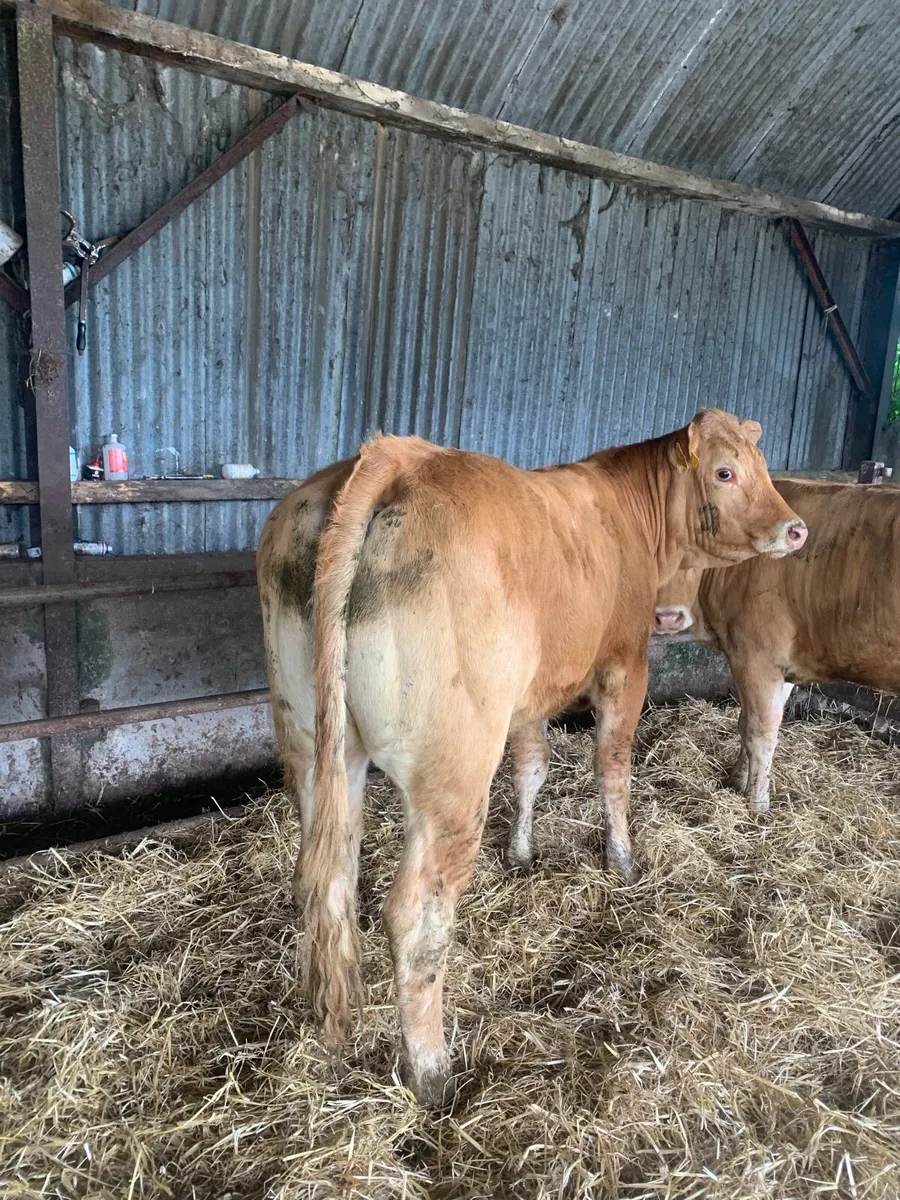 2 Super LMX Breeding heifers for sale - Image 3