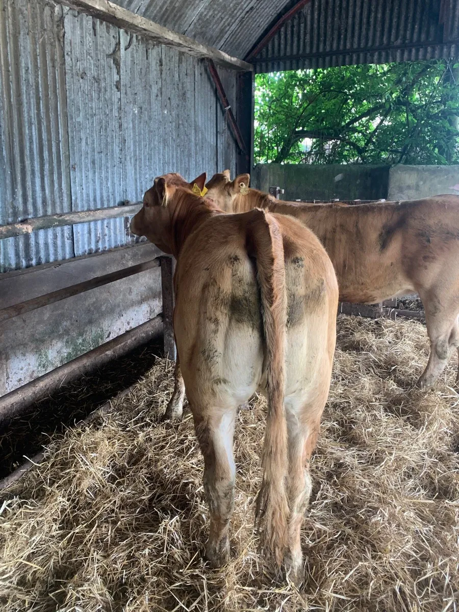 2 Super LMX Breeding heifers for sale - Image 4