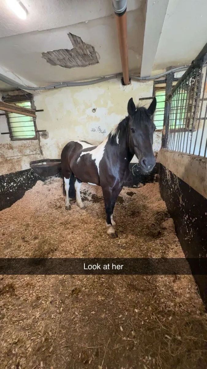 Pony club pony - Image 2