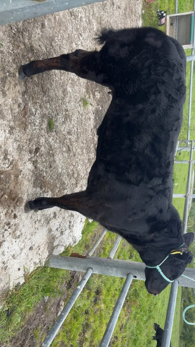 Embryo Show calf and Recipient cow - Image 2