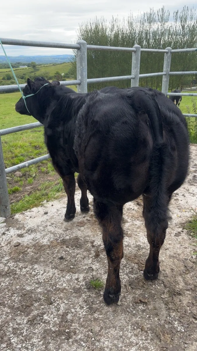 Embryo Show calf and Recipient cow - Image 1
