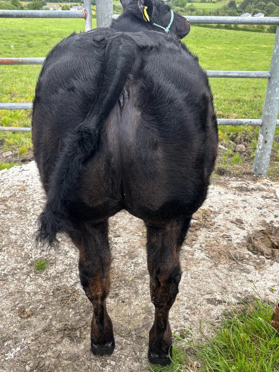 Embryo Show calf and Recipient cow - Image 4