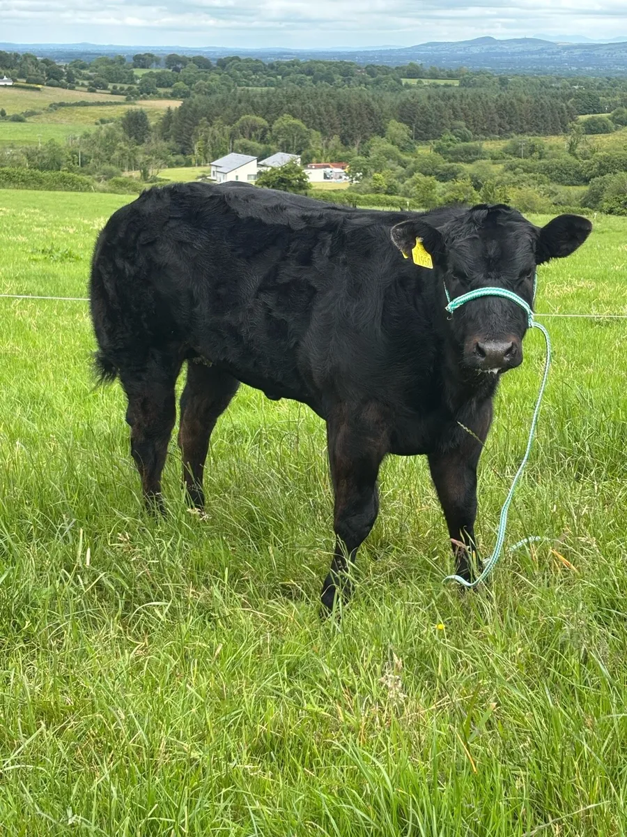 Embryo Show calf and Recipient cow - Image 3