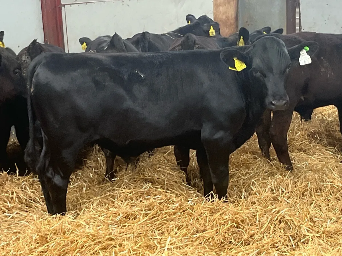 SERIOUS AA BULL WEANLINGS - Image 1