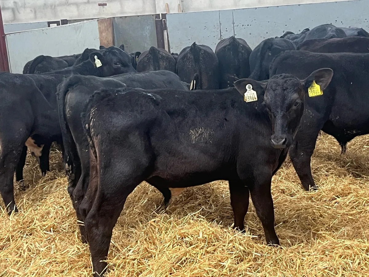 SERIOUS AA BULL WEANLINGS - Image 2