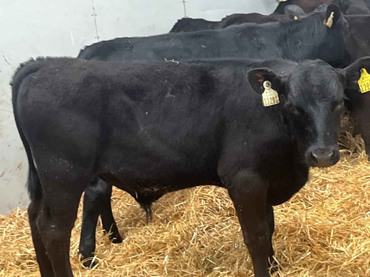 SERIOUS AA BULL WEANLINGS - Image 3