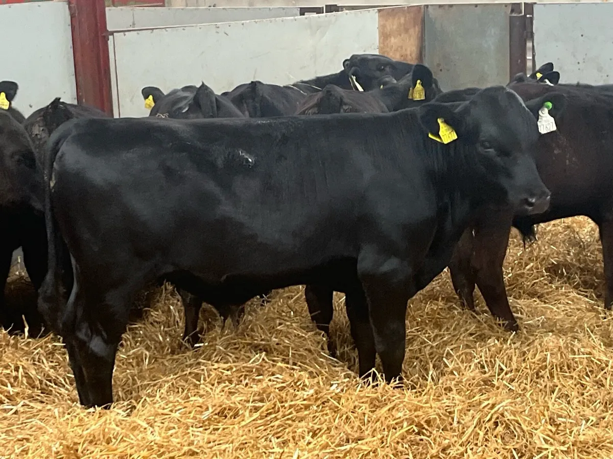 SERIOUS AA BULL WEANLINGS - Image 4