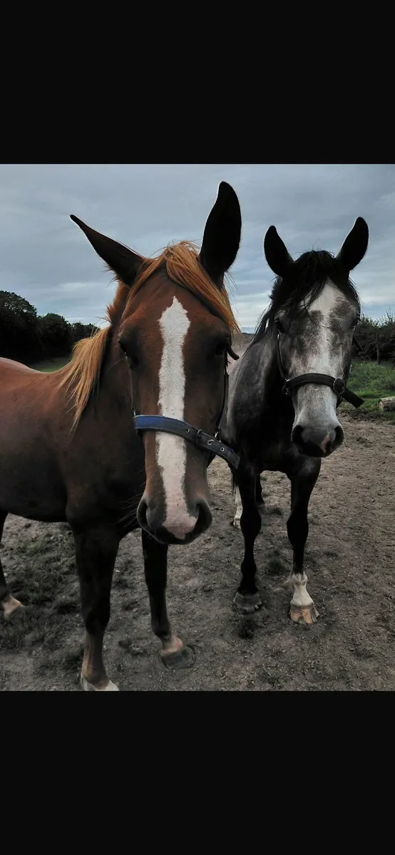 3 home bred Draught cross for sale - Image 1