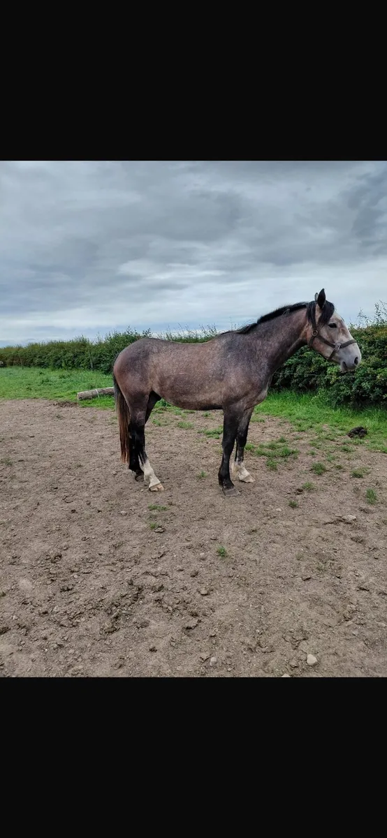 3 home bred Draught cross for sale - Image 2