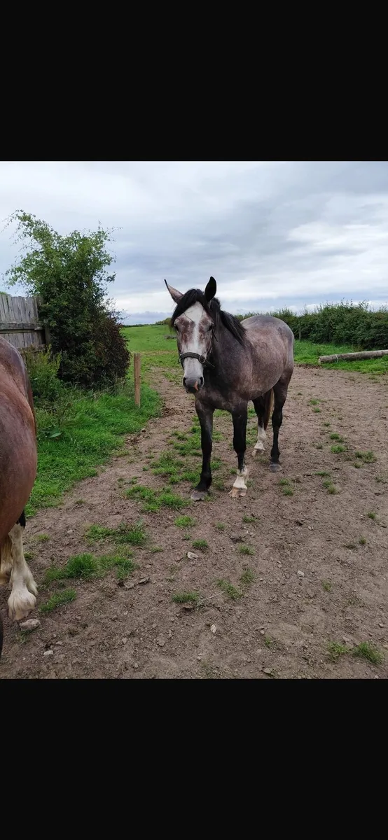 3 home bred Draught cross for sale - Image 3
