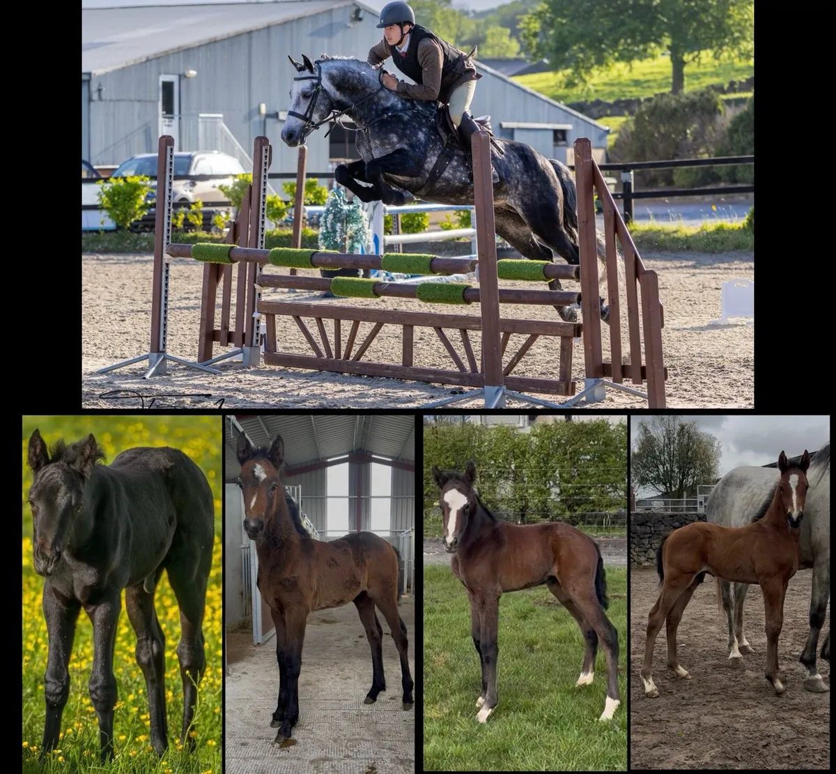 Class 1 Connemara Stallion   Carrowmore Magic Mist - Image 1