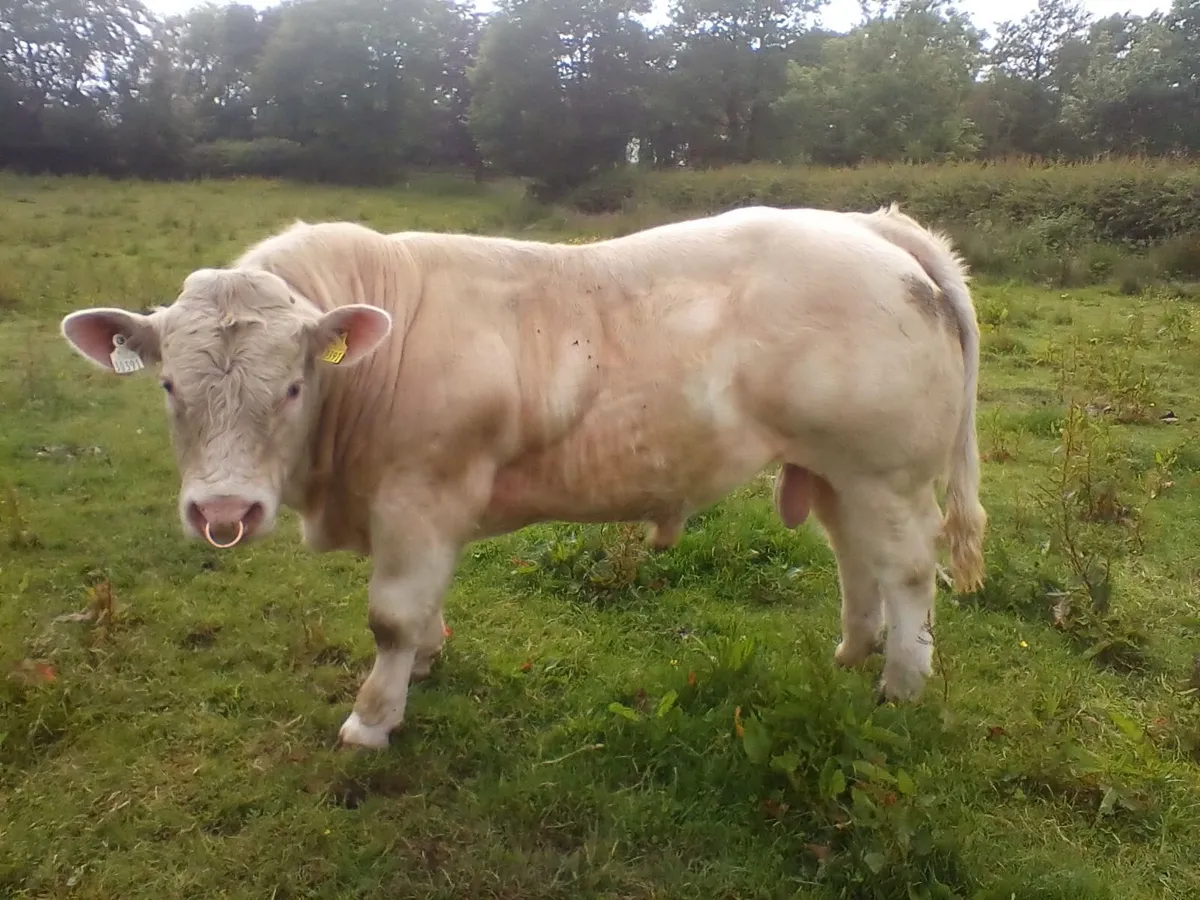 super PB Charolais Bull - Image 2