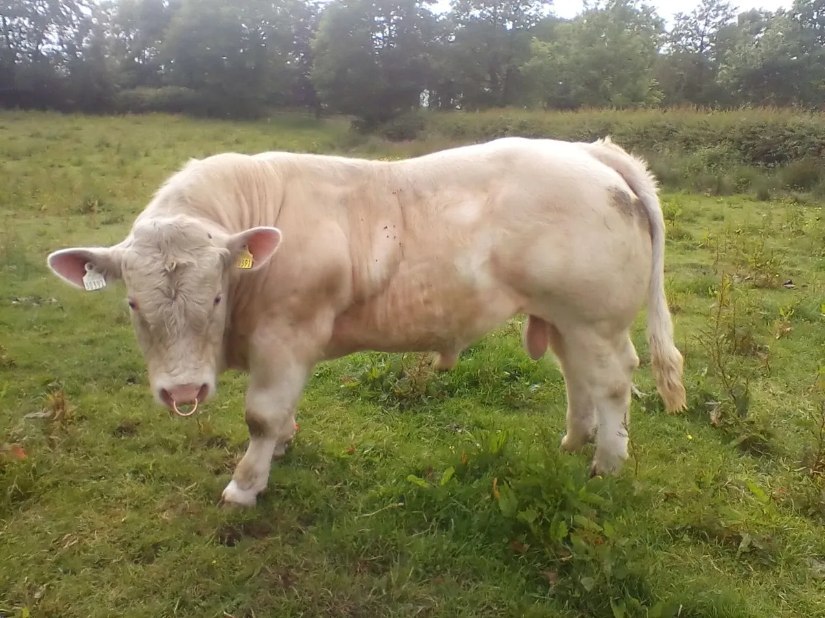 super PB Charolais Bull - Image 3