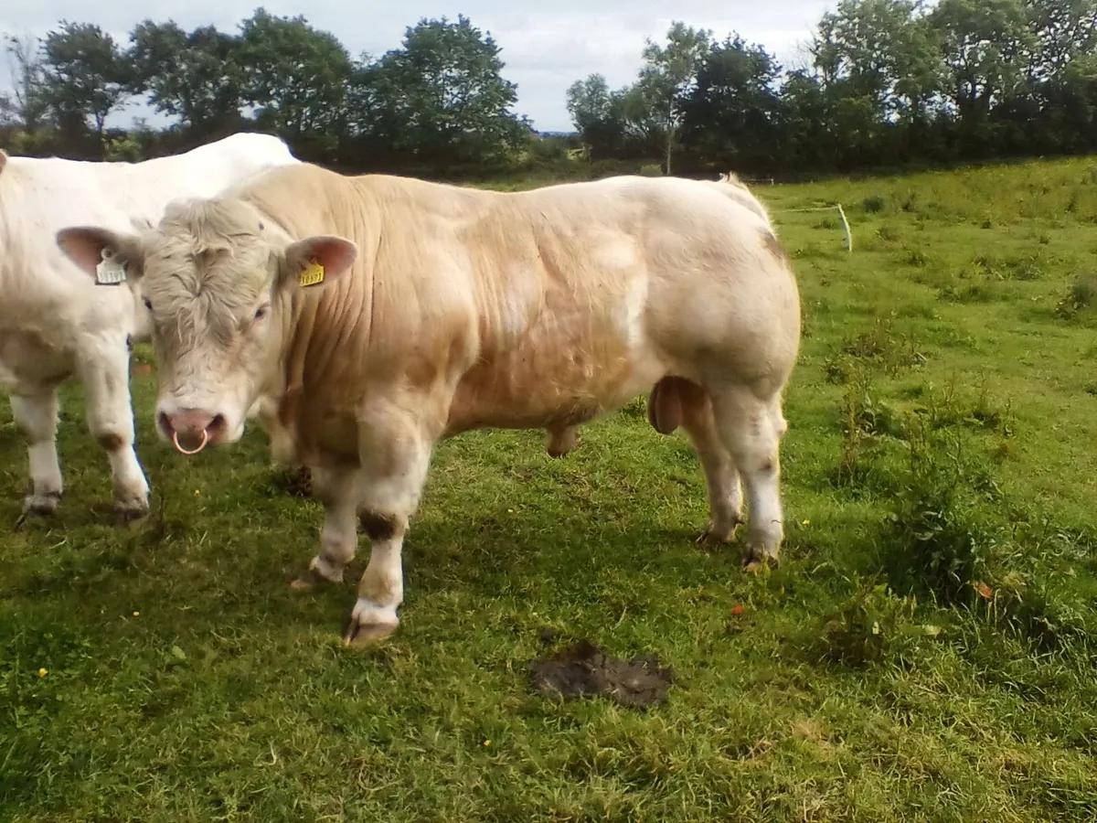super PB Charolais Bull - Image 1