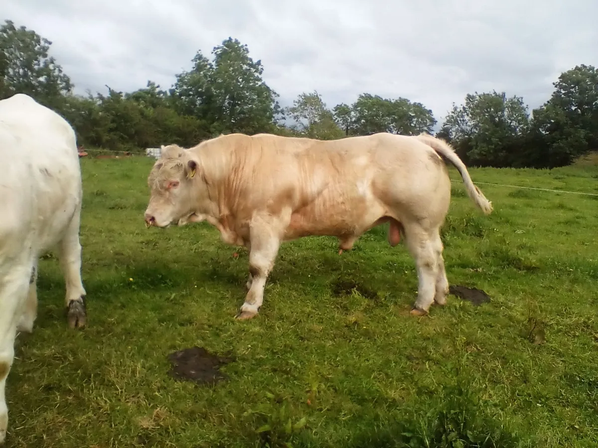 super PB Charolais Bull - Image 4