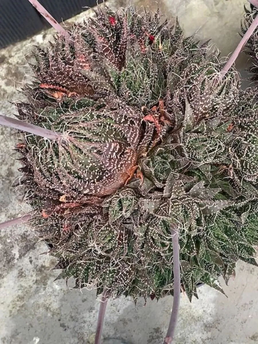 2 ALOE Succulents - Image 2