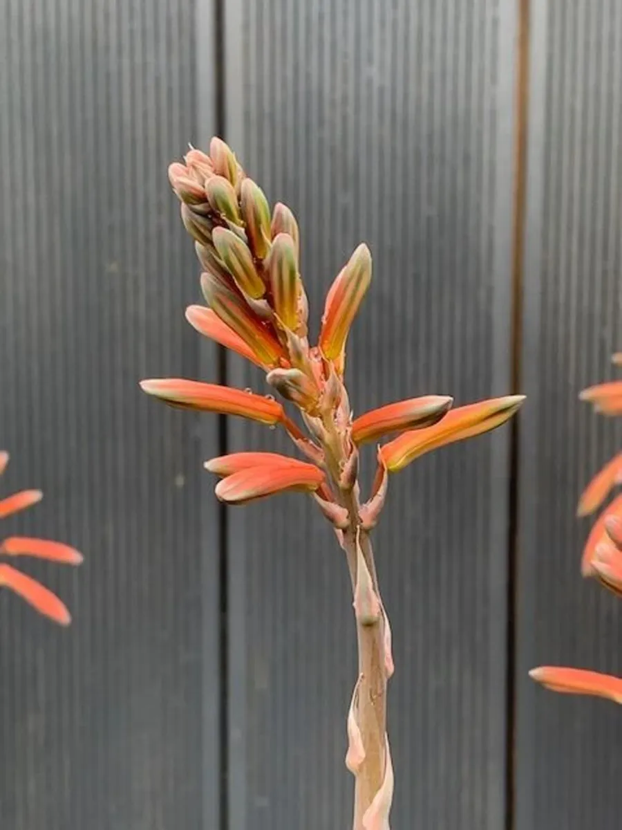 2 ALOE Succulents - Image 3
