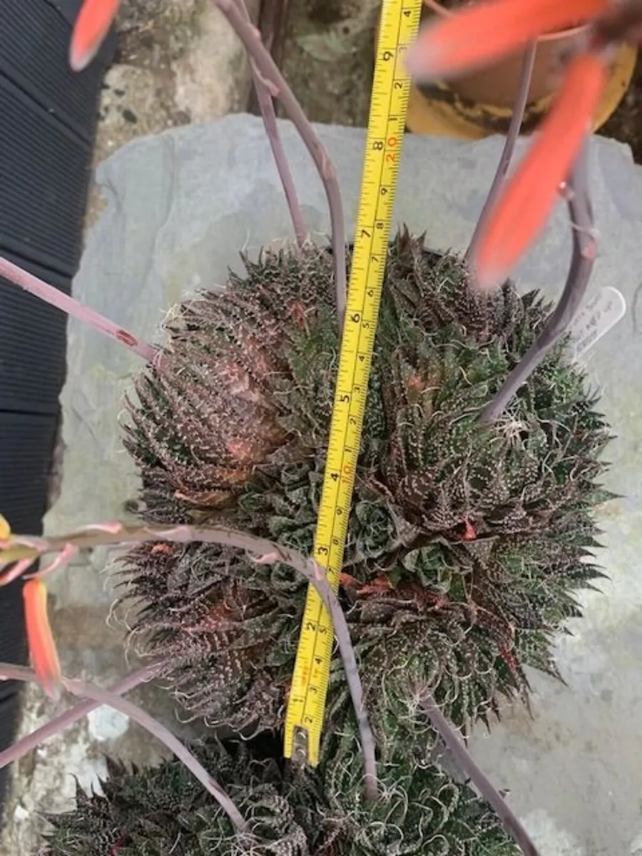 2 ALOE Succulents - Image 4