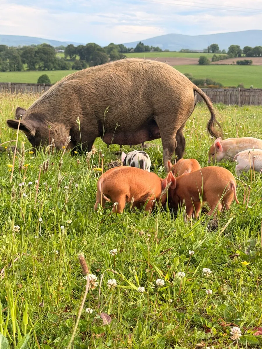 Kune kune piglets - Image 2