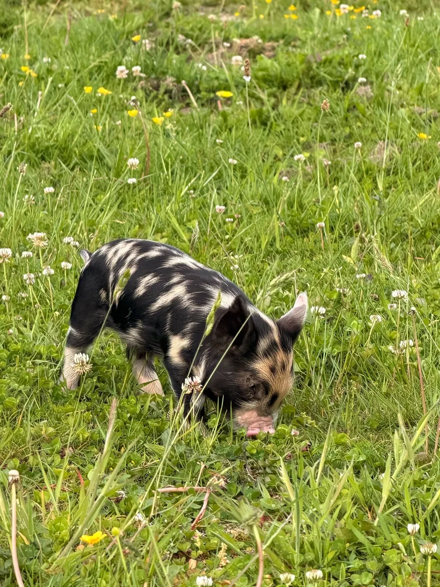 Kune kune piglets - Image 3