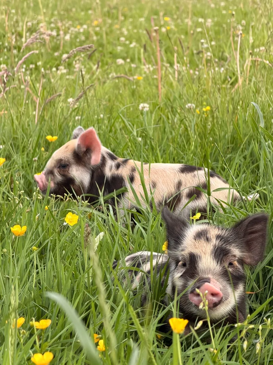 Kune kune piglets - Image 1