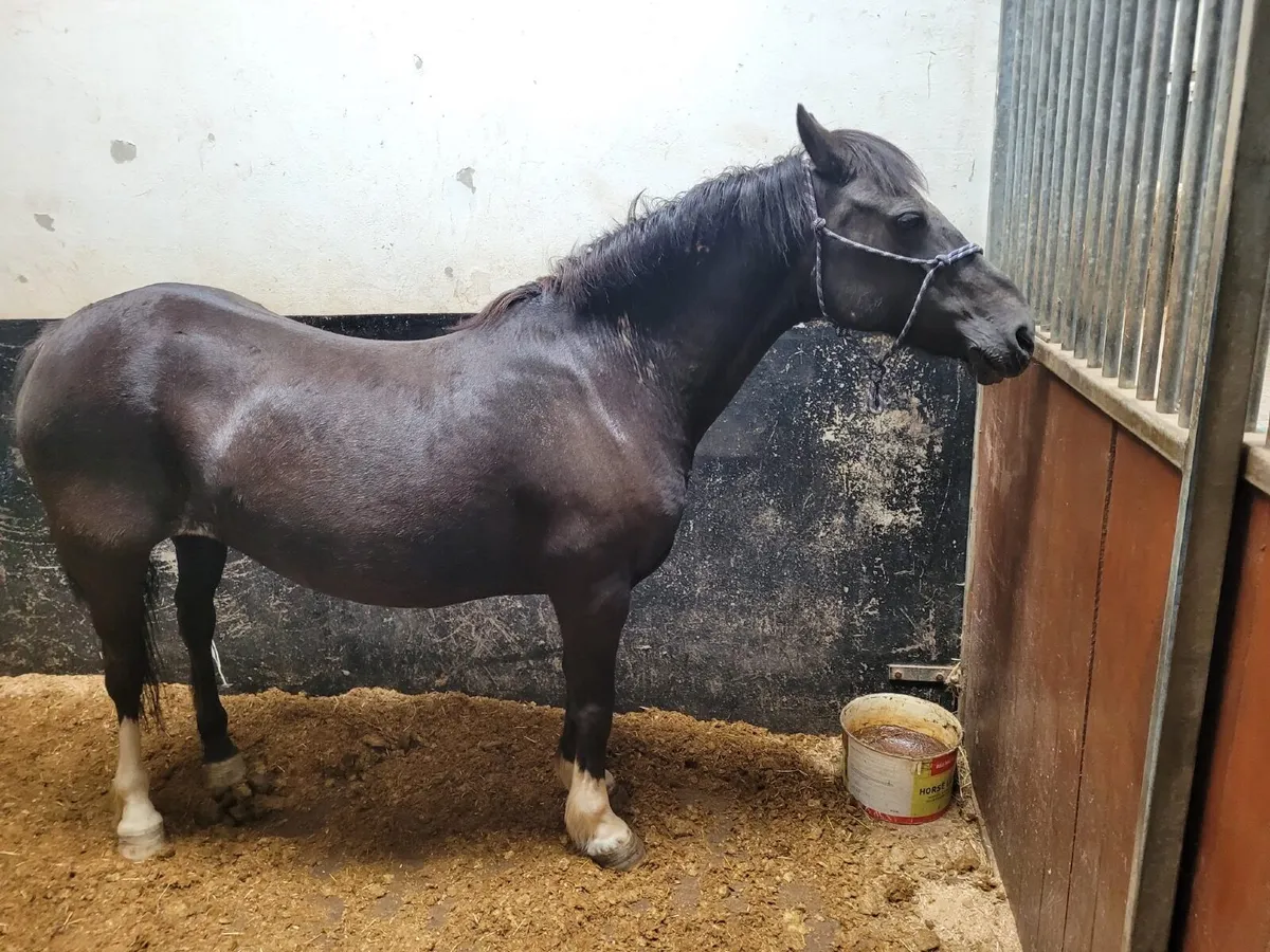 Pony - Image 2