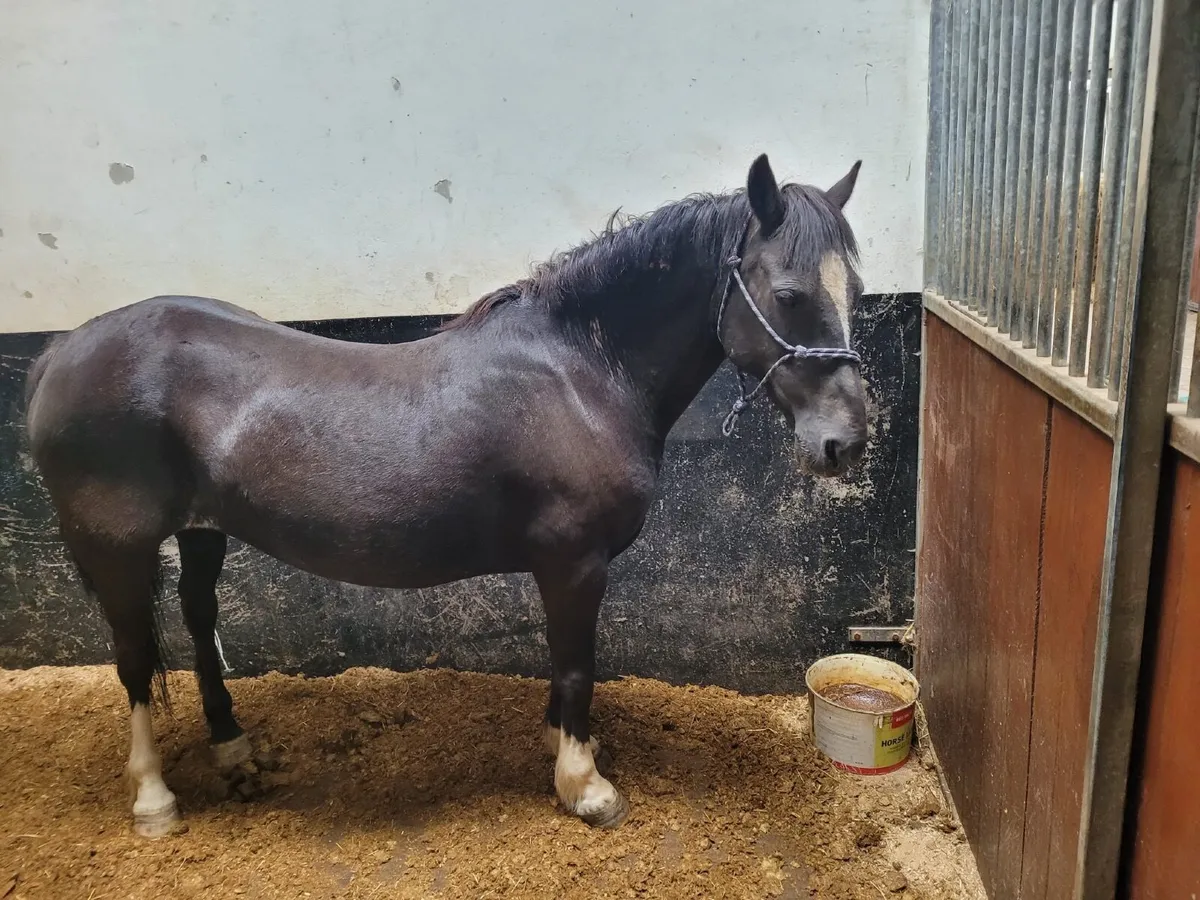 Pony - Image 3