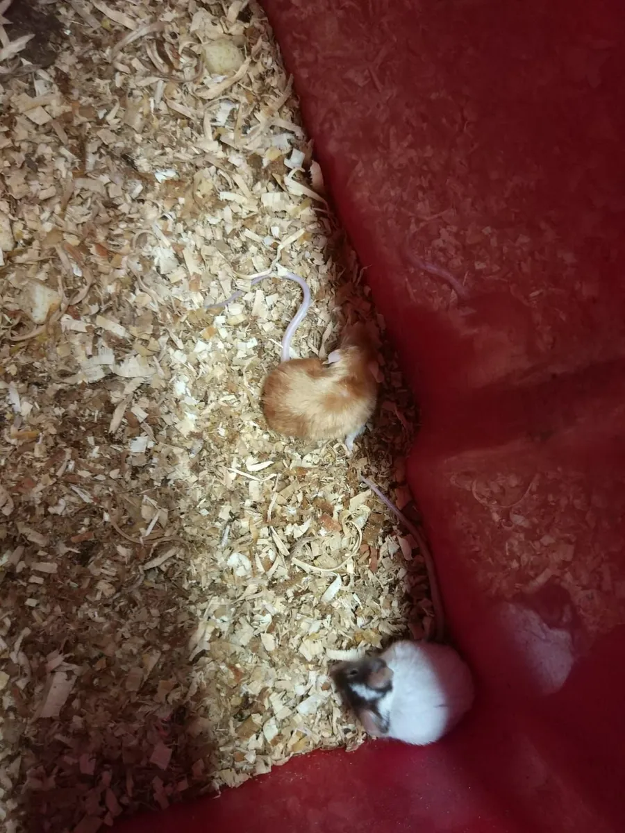 Pet Mice - Image 3