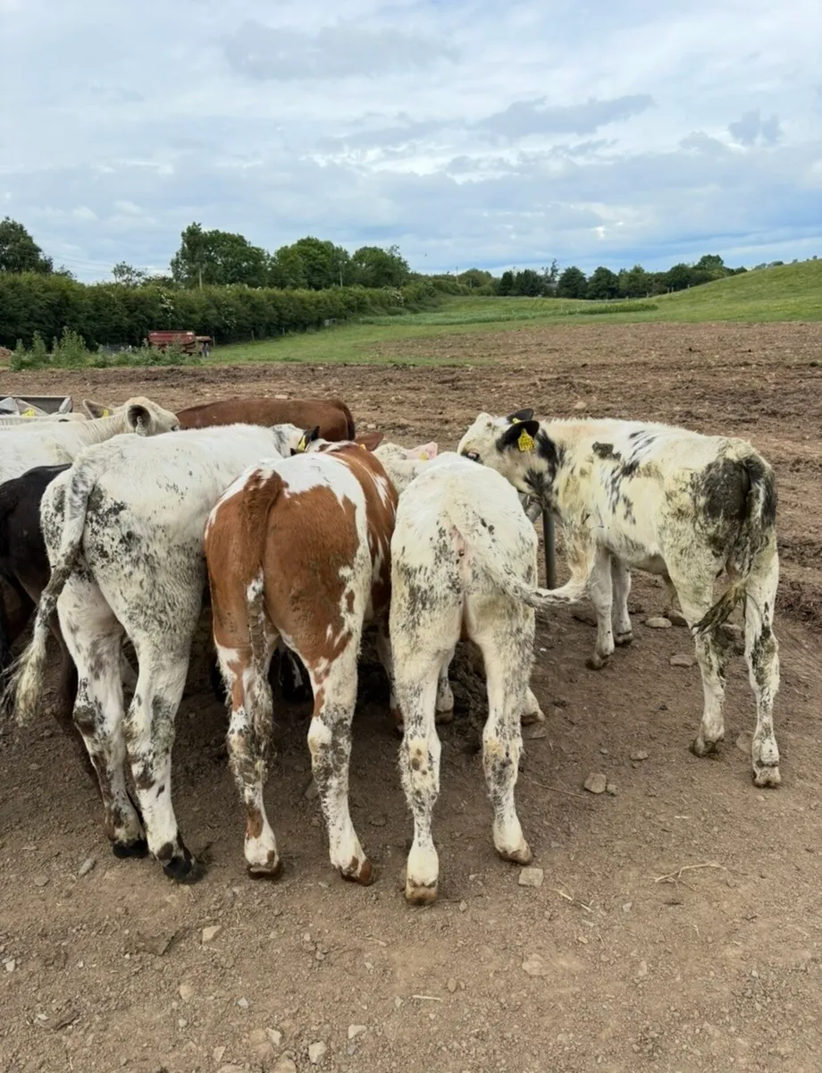 15 super quality 180kg continental bull runners - Image 4