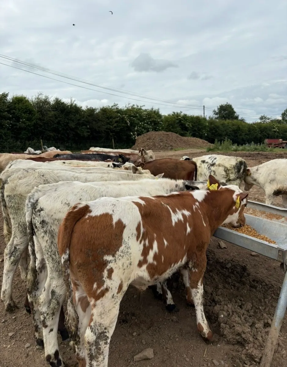 15 super quality 180kg continental bull runners - Image 1