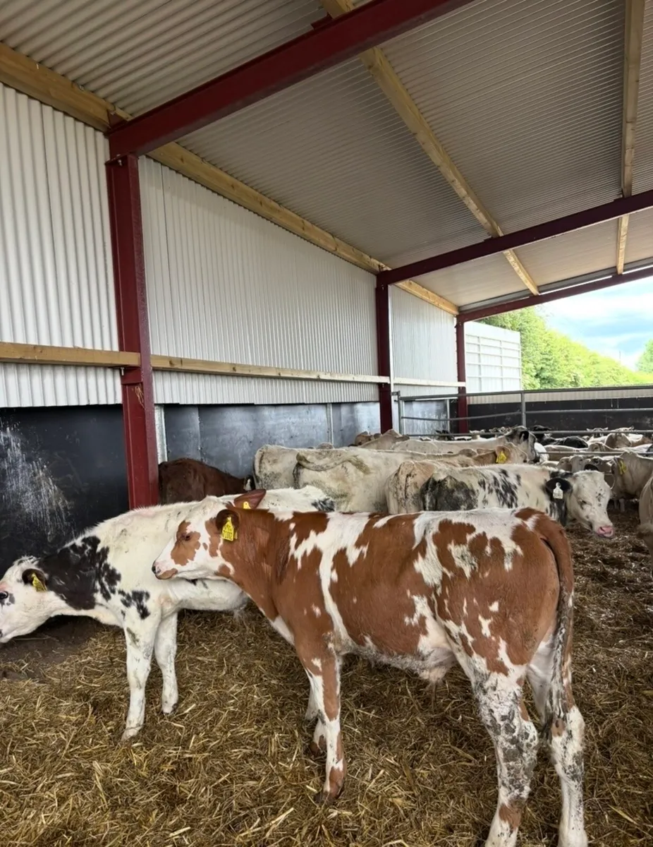 15 super quality 180kg continental bull runners - Image 2