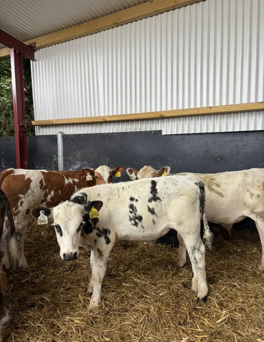 15 super quality 180kg continental bull runners - Image 3