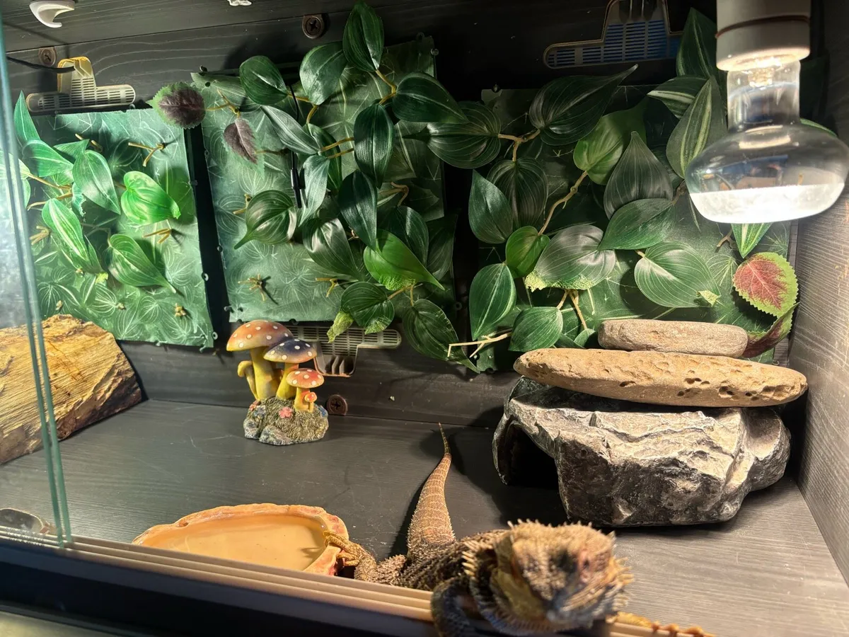 Bearded dragon + set up - Image 2