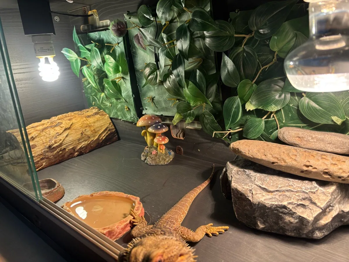 Bearded dragon + set up - Image 3