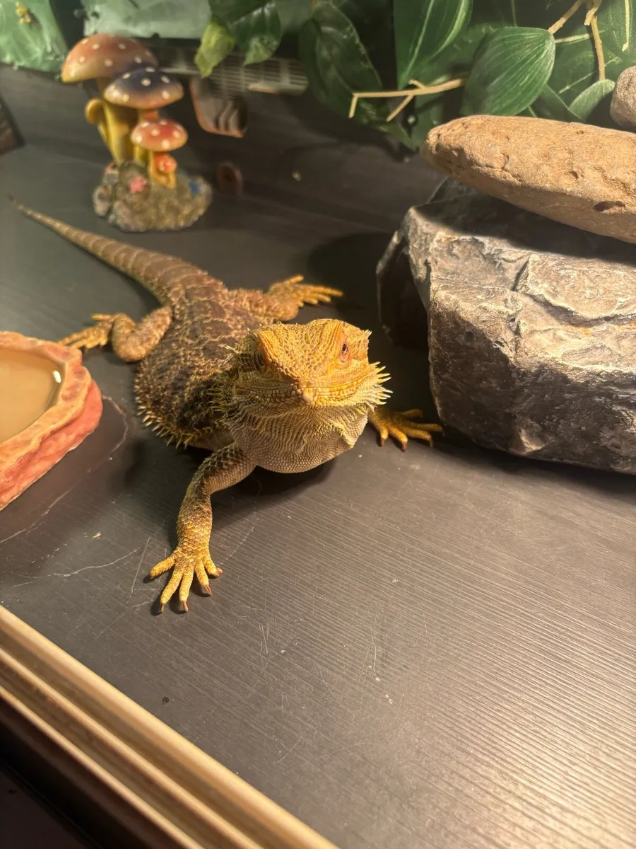 Bearded dragon + set up - Image 4
